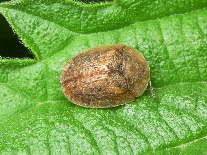 Hypocassida